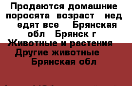 Продаются домашние поросята, возраст 6 нед., едят все. - Брянская обл., Брянск г. Животные и растения » Другие животные   . Брянская обл.